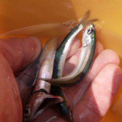 兵庫突堤のイワシ情報など