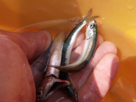 兵庫突堤のイワシ情報など