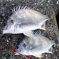 キビレにハネ♪泉大津ＲＴ！夕方