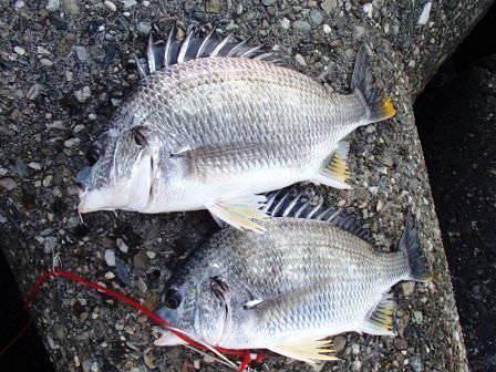 キビレにハネ♪泉大津ＲＴ！夕方