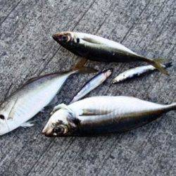 今年も釣れ始めました♪中アジ！泉大津ＲＴ！