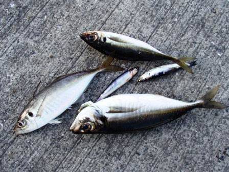  今年も釣れ始めました♪中アジ！泉大津ＲＴ…