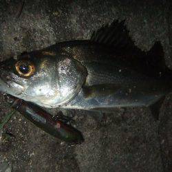 泉大津シーバス【ラパラルアーでゲット】