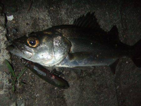 泉大津シーバス【ラパラルアーでゲット】