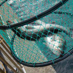 【ハネ確認】南芦屋浜リアルタイム