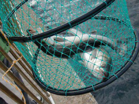 【ハネ確認】南芦屋浜リアルタイム