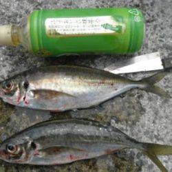 泉州名物「美味　トツカアジ」！