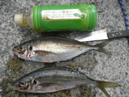 泉州名物「美味　トツカアジ」！