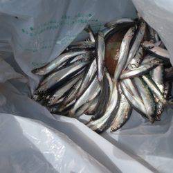 田ノ浦情報♪ 浮き桟橋でイワシ楽釣!