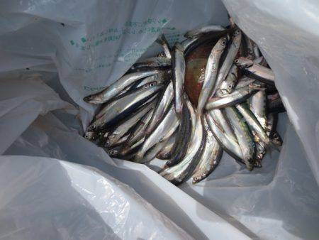 田ノ浦情報♪　浮き桟橋でイワシ楽釣！