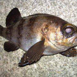 神戸空港のメバル！まだまだ釣れてます！！
