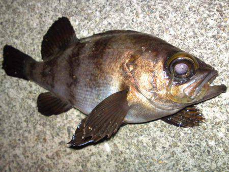  神戸空港のメバル！まだまだ釣れてます！！…