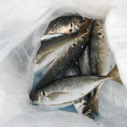 中アジや～♪倉庫前の夜釣りで☆泉大津RT4日