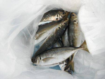 中アジや～♪倉庫前の夜釣りで☆泉大津RT4…