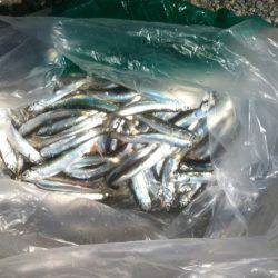 加太漁港もイワシの回遊が本格化か！？加太RT