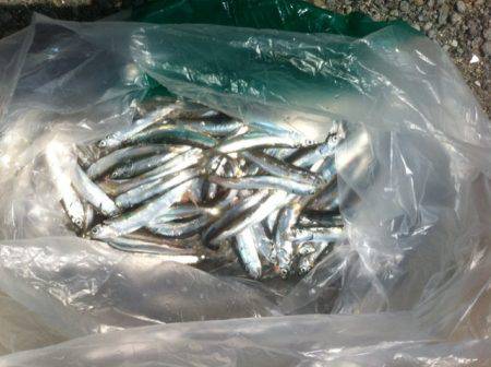 加太漁港もイワシの回遊が本格化か！？加太R…