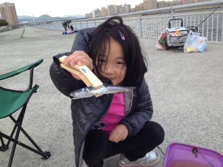 【イワシ３０匹ほど釣れた！】南芦屋浜