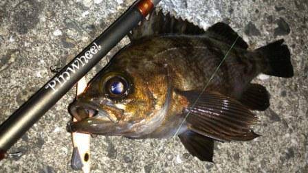 岸和田店発　プラグでメバリング！