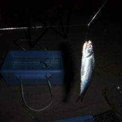 兵突のサビキ釣りだ！