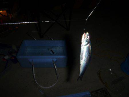 兵突のサビキ釣りだ！ 