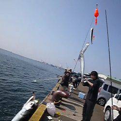 兵突イワシ情報　皆様大喜び