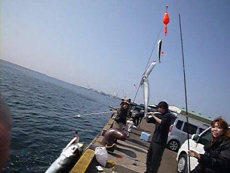  兵突イワシ情報　皆様大喜び