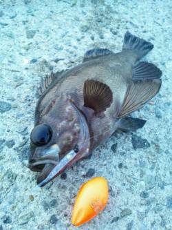 垂水一文字メバリング 