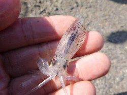 兵庫突堤でスルメイカの当たりだ