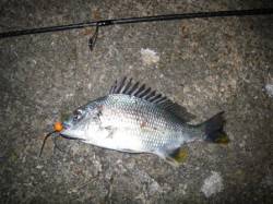 初ボンボンin浜寺運河