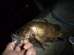  夜の兵突ウキでメバル！