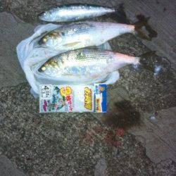 青岸でマイワシ＆コノシロ！