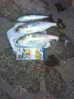 青岸でマイワシ＆コノシロ！