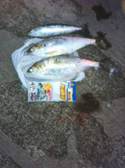 青岸でマイワシ＆コノシロ！ 