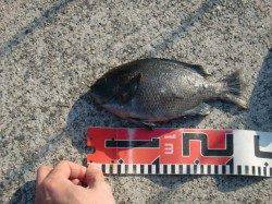 【グレもキタァ～♪】南芦屋浜リアルタイム