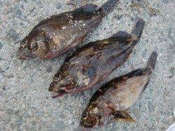 【芦屋のガシラ】南芦屋浜リアルタイム