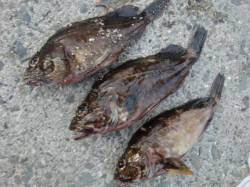 【芦屋のガシラ】南芦屋浜リアルタイム