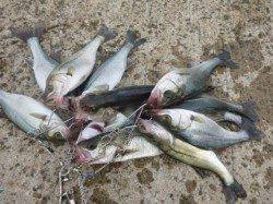 北公園ＲＴ、エビ撒き好調