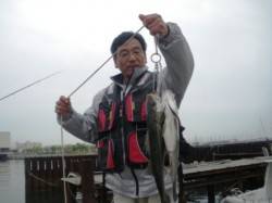 早くもポツリポツリと　泉大津RT　10日あ…