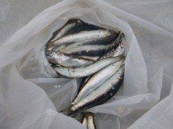 小野浜ＲＴ　イワシが回った～