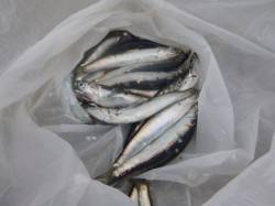 小野浜ＲＴ　イワシが回った～