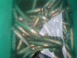 兵突ＲＴ　イワシ２００匹ほど