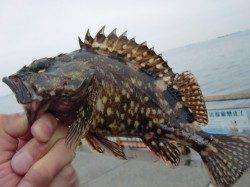 【雨は上がりそう】南芦屋浜リアルタイム