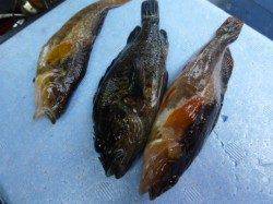 兵庫突堤で車横付け