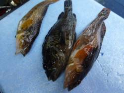 兵庫突堤で車横付け 