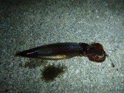 夜の兵突のスルメイカだコウイカだ！