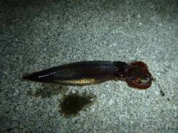 夜の兵突のスルメイカだコウイカだ！