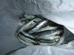 兵突の夕方のサビキ釣り！