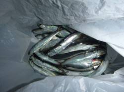 兵突の夕方のサビキ釣り！