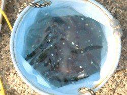 【イワシ復活♪】南芦屋浜リアルタイム