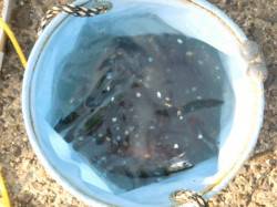  【イワシ復活♪】南芦屋浜リアルタイム